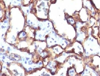 CD34 Antibody (clone HPCA1/1171)