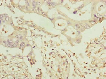 TOMM34 Antibody
