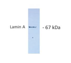 PathPlus™ LMNA / Lamin A+C Antibody (clone 133A2)