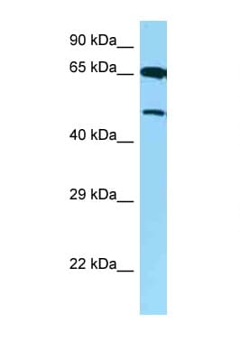 AVPR1B Antibody (aa271-320)