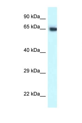 CCT7 Antibody (C-Terminus)
