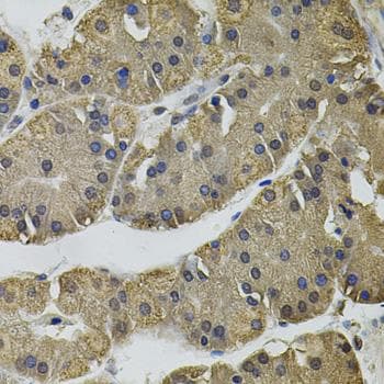 IL-33 Antibody