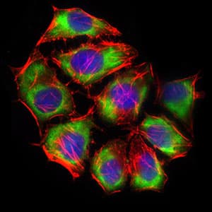 SLC2A4 / GLUT-4 Antibody (aa224-353, clone 3G10A3)