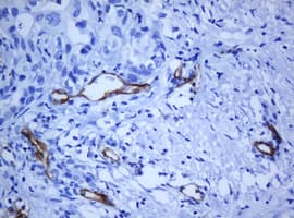 PECAM-1 / CD31 Antibody (clone OTI1F9)