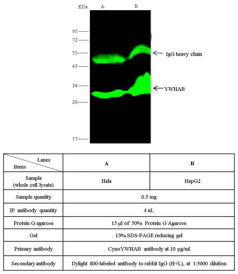 Polyclonal Rabbit anti-Crab-eating macaque YWHAB / 14-3-3 Beta Antibody (Preservative Free, WB)