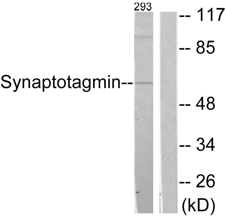 IHC-plus™ Synaptotagmin Antibody (aa276-325)