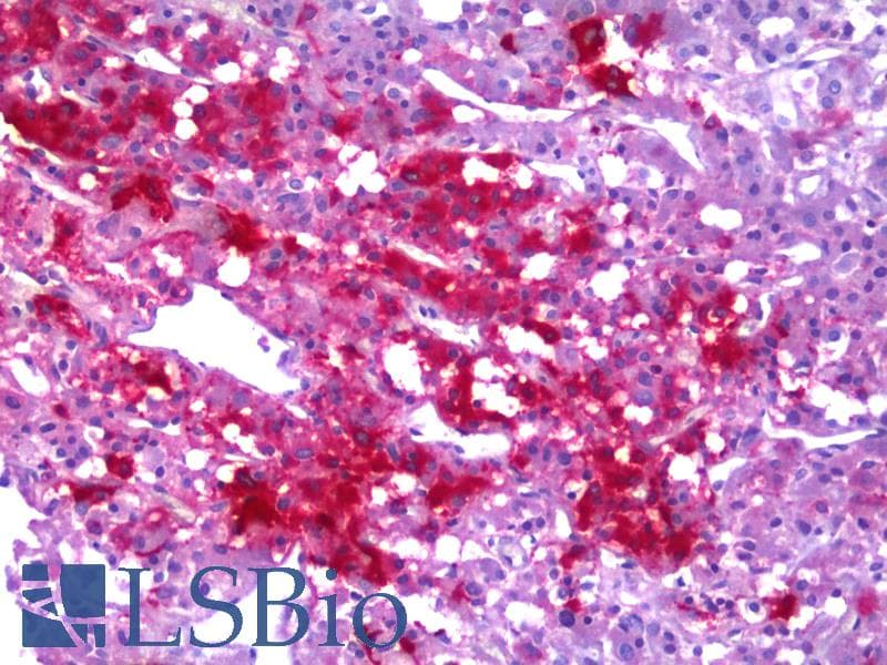 IHC-plus™ Neuropeptide Y / NPY Antibody (clone 2C10)