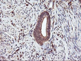 SERPINB6 / PI-6 Antibody (clone OTI1C5, Carrier-free)