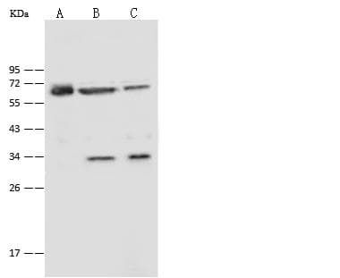 P4HA2 Antibody (Preservative Free)