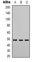 PSMC3 Antibody (Internal)