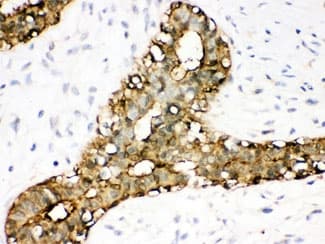 ANXA3 / Annexin A3 Antibody