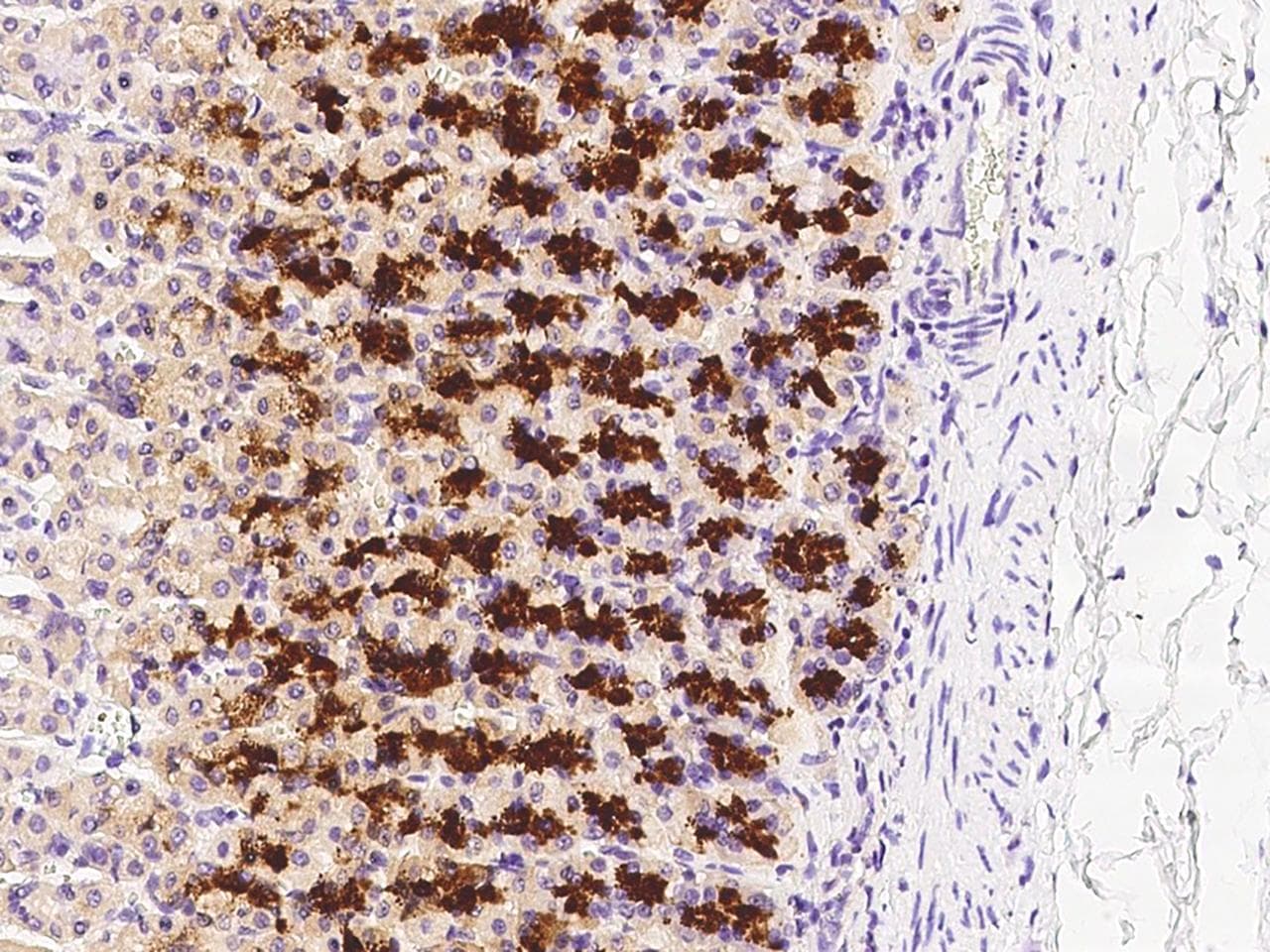 Polyclonal Rabbit anti-Mouse GRM1 / MGLUR1 Antibody (Preservative Free, IHC)