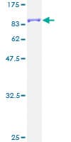 Human CAMK2G / CaMK II Gamma Protein (Recombinant GST)