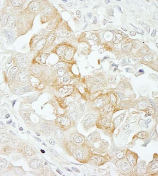 NOTCH2 Antibody (aa2250-2300)