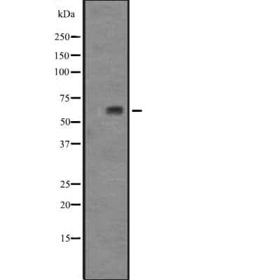 TAF1B Antibody