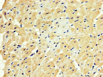 SOD3 Antibody