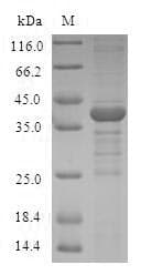 Human TXN2 / Thioredoxin 2 Protein (Recombinant GST, N-terminus)