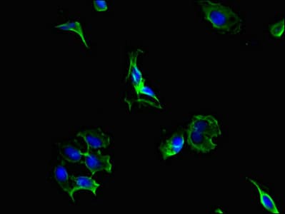 PC5 / PCSK5 Antibody