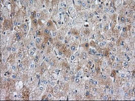 SNX9 / WISP Antibody (clone OTI1E2, Carrier-free)