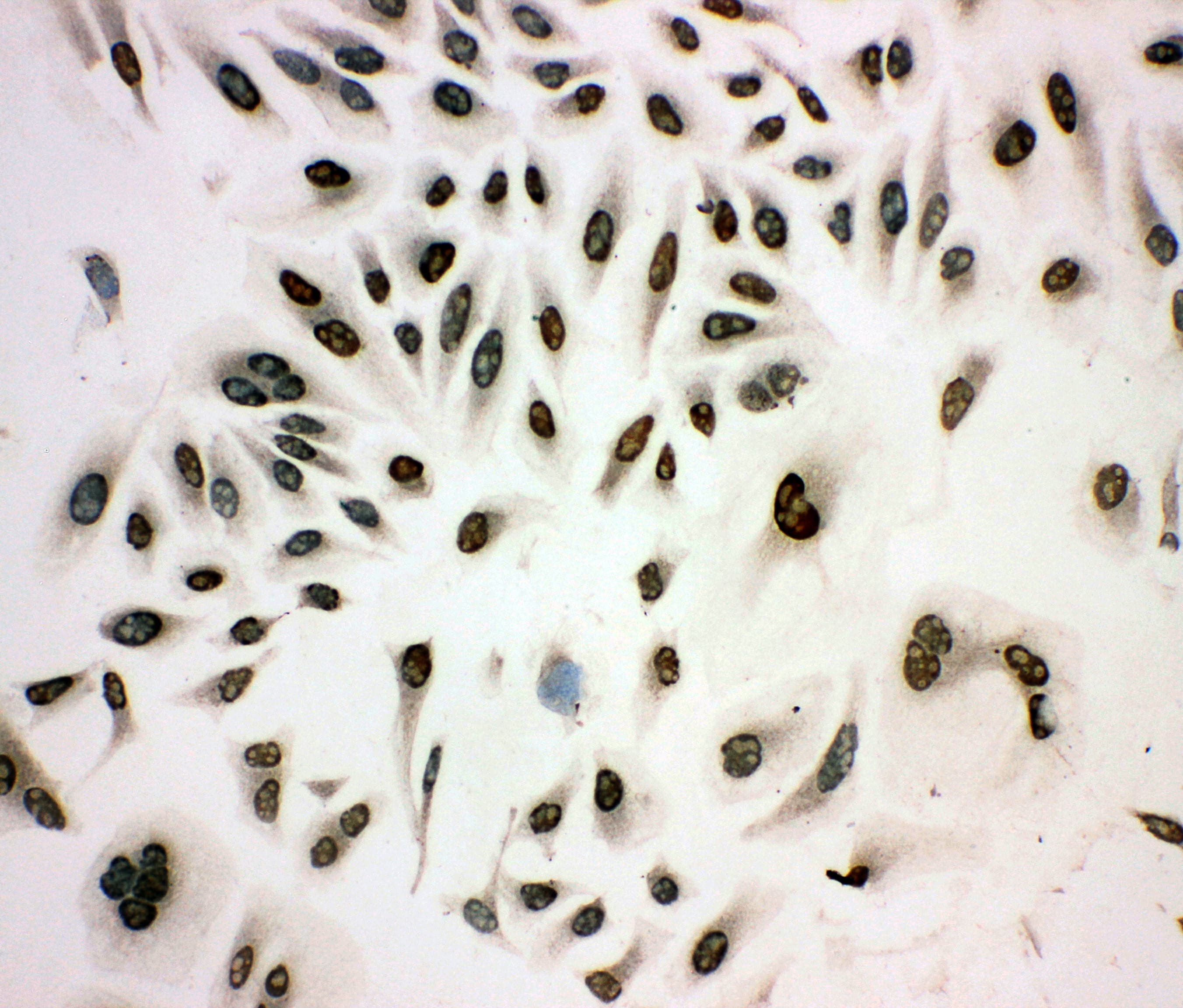 MCM3 Antibody (aa13-27)
