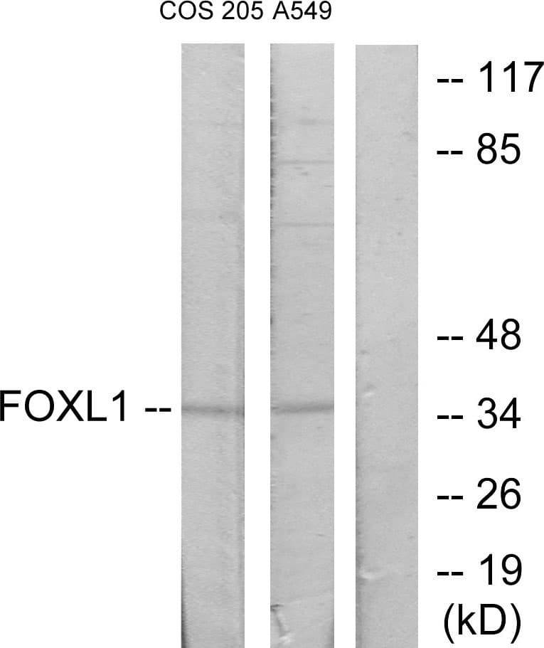 Polyclonal Rabbit anti-Human FOXL1 Antibody (aa121-170, WB)
