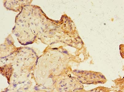 SIGLEC6 Antibody