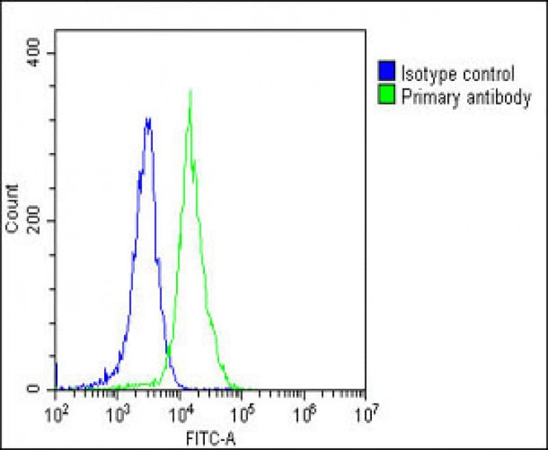 VCL / Vinculin Antibody
