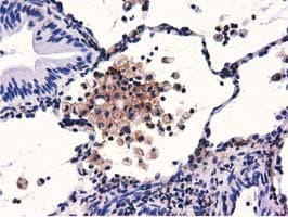 GAS7 Antibody (clone OTI6G5)