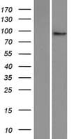 PLEKHG6 Protein (Over-Expression Lysate Myc-DDK (Flag))