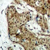GAPDH Antibody
