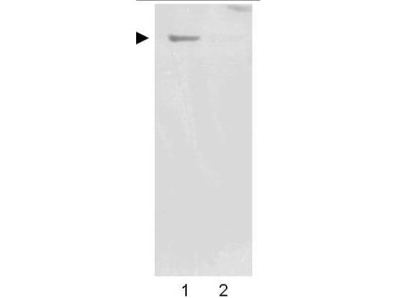 NES / Nestin Antibody