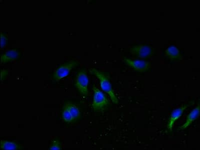 NPBWR2 / GPR8 Antibody