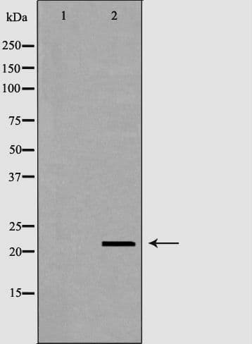 RNASE11 Antibody