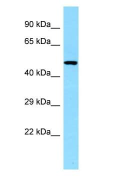 CLNK Antibody (aa315-364)