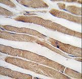 MIBP / ITGB1BP3 Antibody (aa27-55)