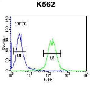Polyclonal Rabbit anti-Human GALR1 / Galanin Receptor 1 Antibody (aa174-200, WB)