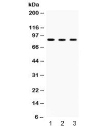 Polyclonal Rabbit anti-Human ACO2 / Aconitase 2 Antibody (WB)