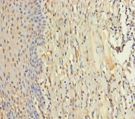 Polyclonal Rabbit anti-Human ZMAT5 Antibody (aa1-170)