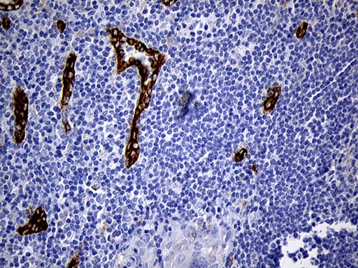 TSPAN7 / CD231 Antibody (clone OTI2D6, Carrier-free)