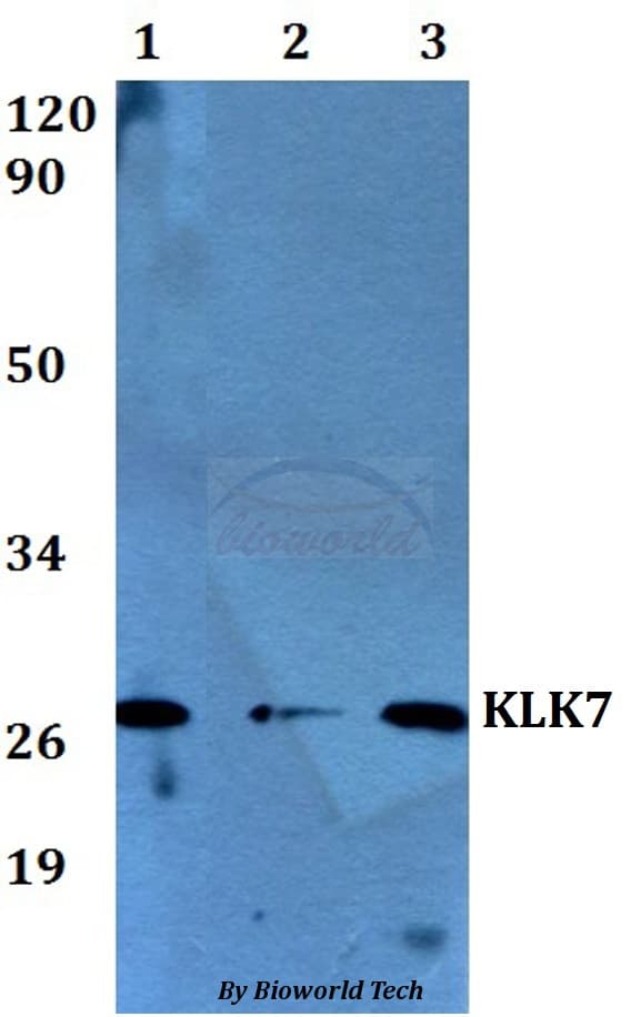 KLK7 / Kallikrein 7 Antibody