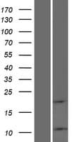 ATP5L2 Protein (Over-Expression Lysate Myc-DDK (Flag))