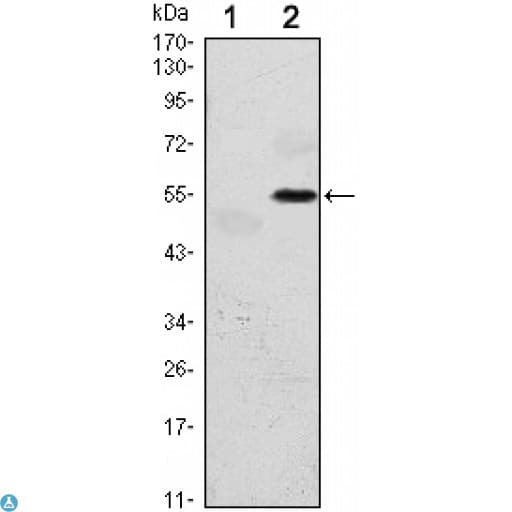 EIF2AK3 / PERK Antibody