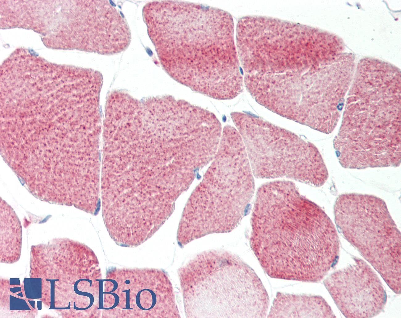 RRP8 Antibody (aa89-138)