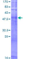 Human OR11L1 Protein (Recombinant GST)