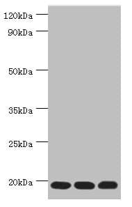 TXN2 / Thioredoxin 2 Antibody (aa1-166)