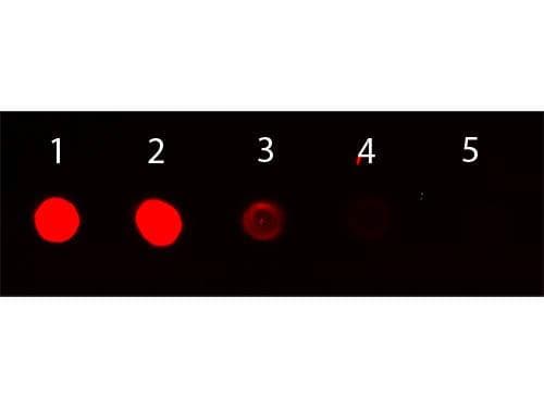Rabbit Anti-Mouse IgG Secondary Antibody (TRITC)