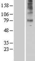HTR7 / 5HT7 Receptor Protein (Over-Expression Lysate Myc-DDK (Flag))