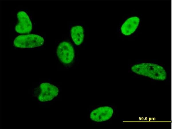 BAX Antibody (clone 1F5-1B7)