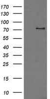 PDE10A Antibody (clone OTI4A10)