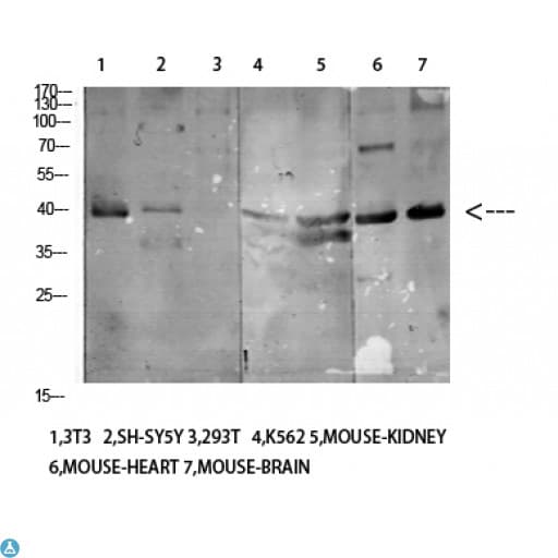 KIR3DL1 Antibody